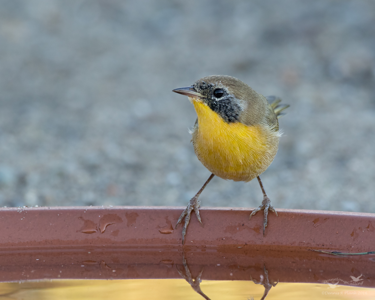 Common Yellowthroat