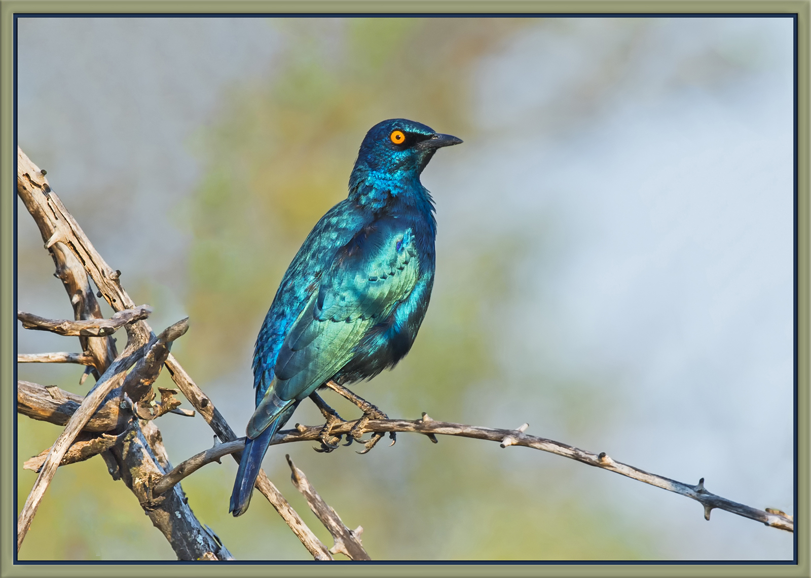 Cape Glossy Starling