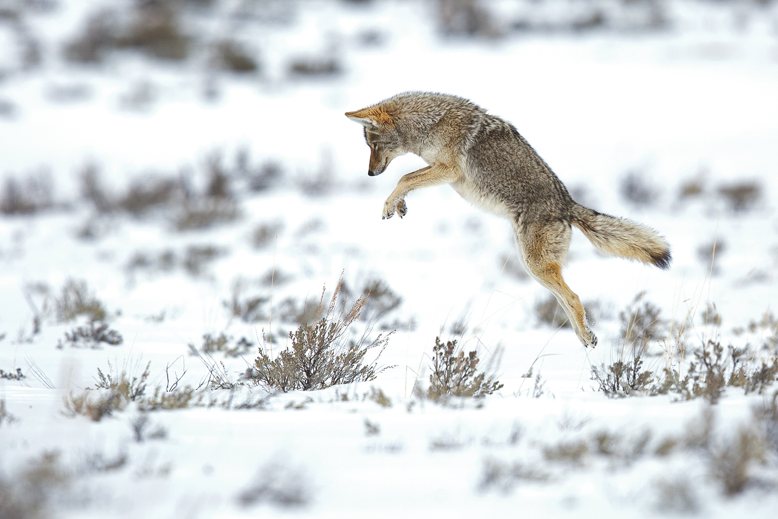 Coyote Ballet