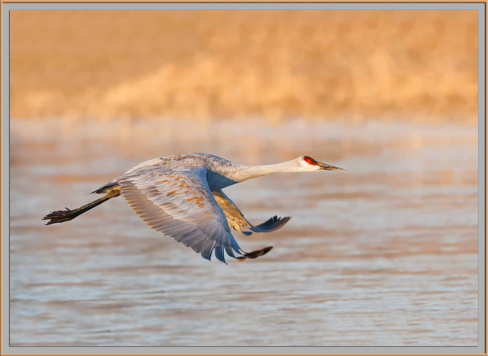 Sandhill