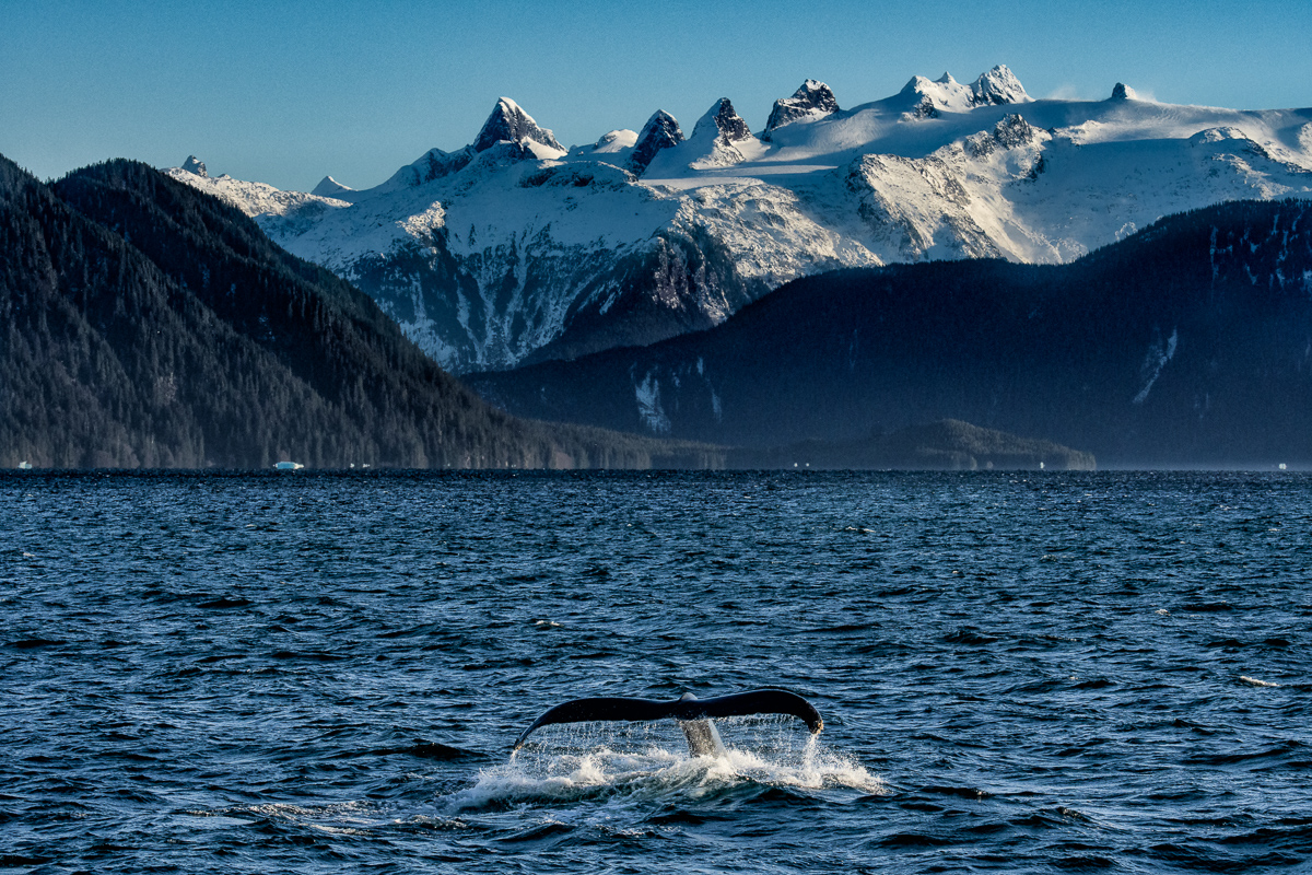 Whalescape