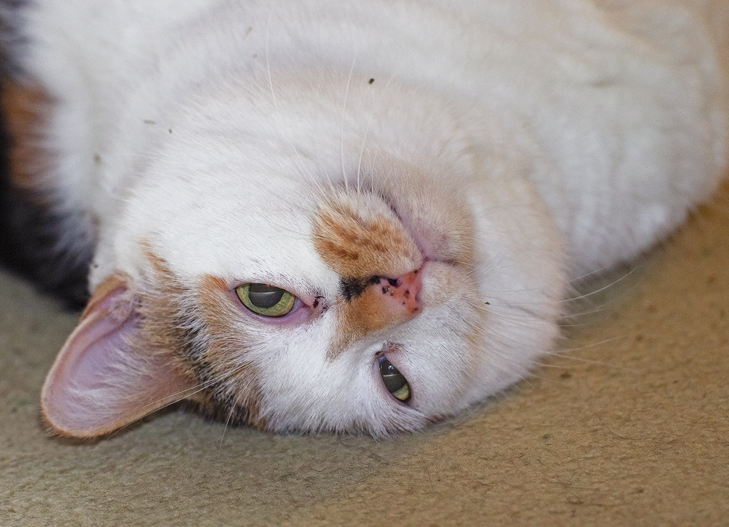Catnip for Christmas