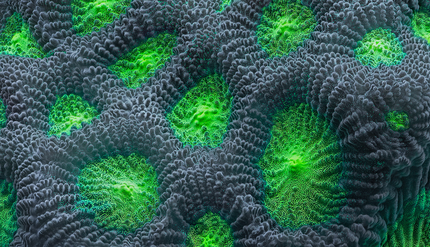 Macro - 1st HM