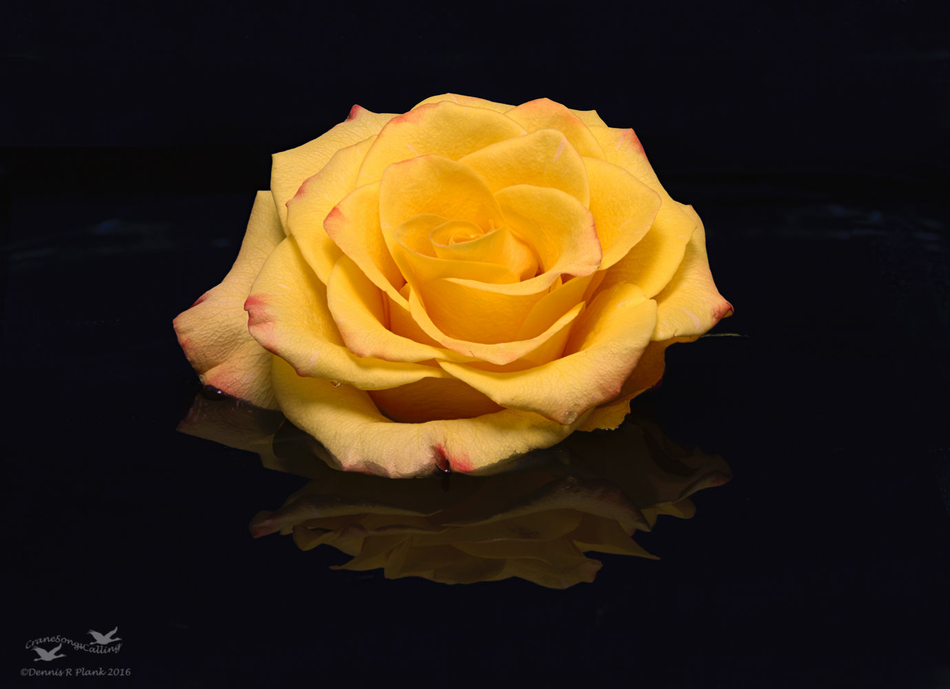 Grocery Rose