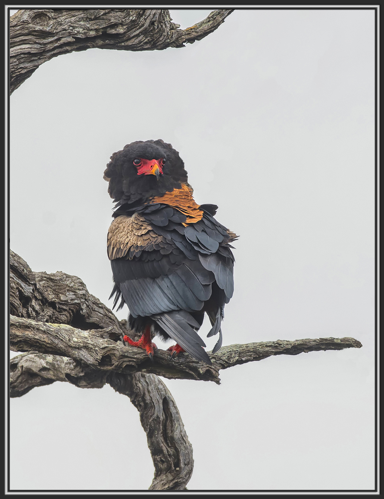 WC: Bateleur Eagle