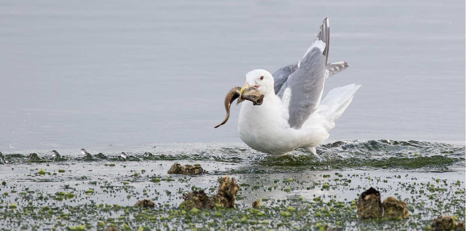 Gull with Sculpin WC767