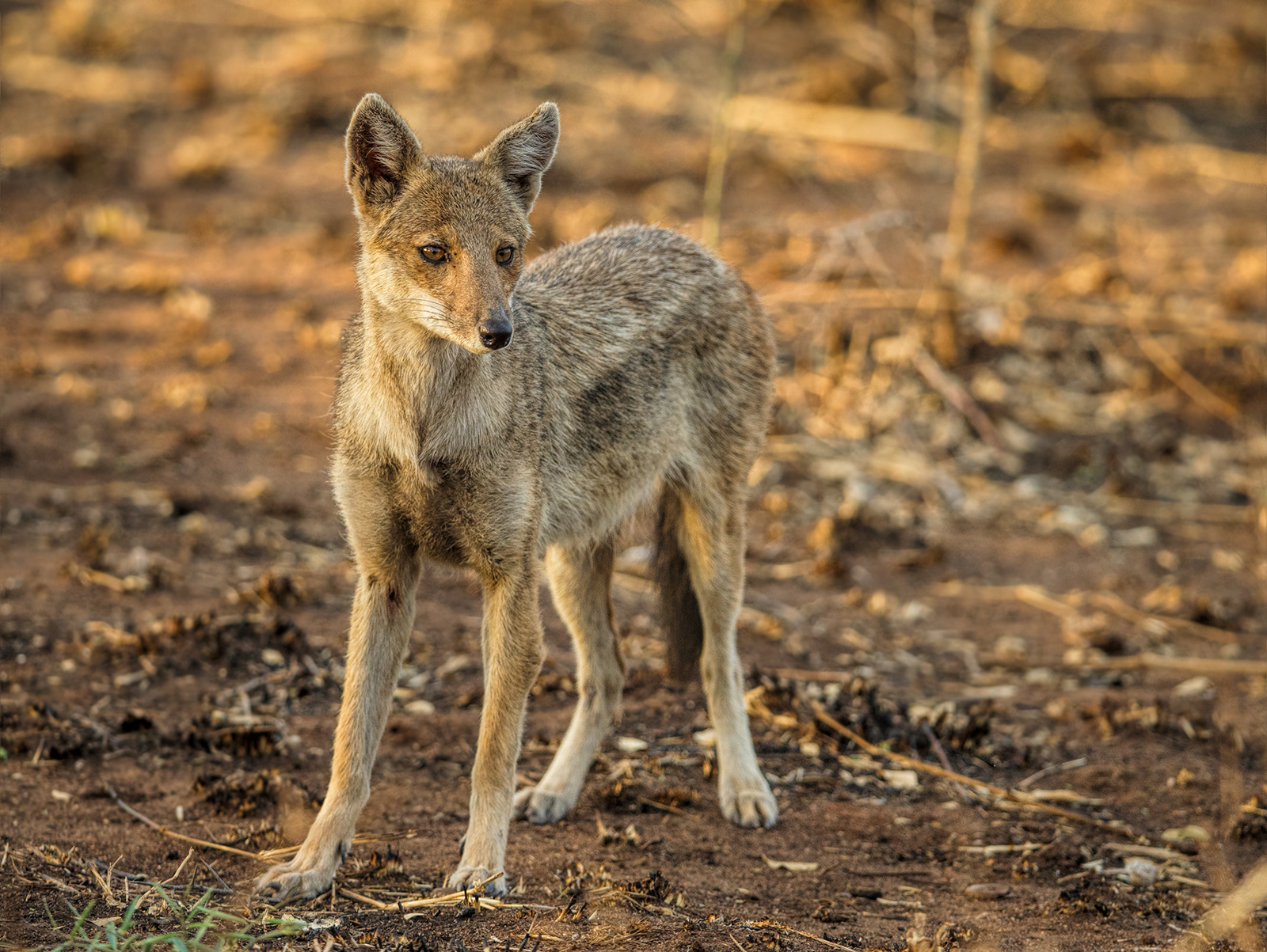 Side Stripped Jackal