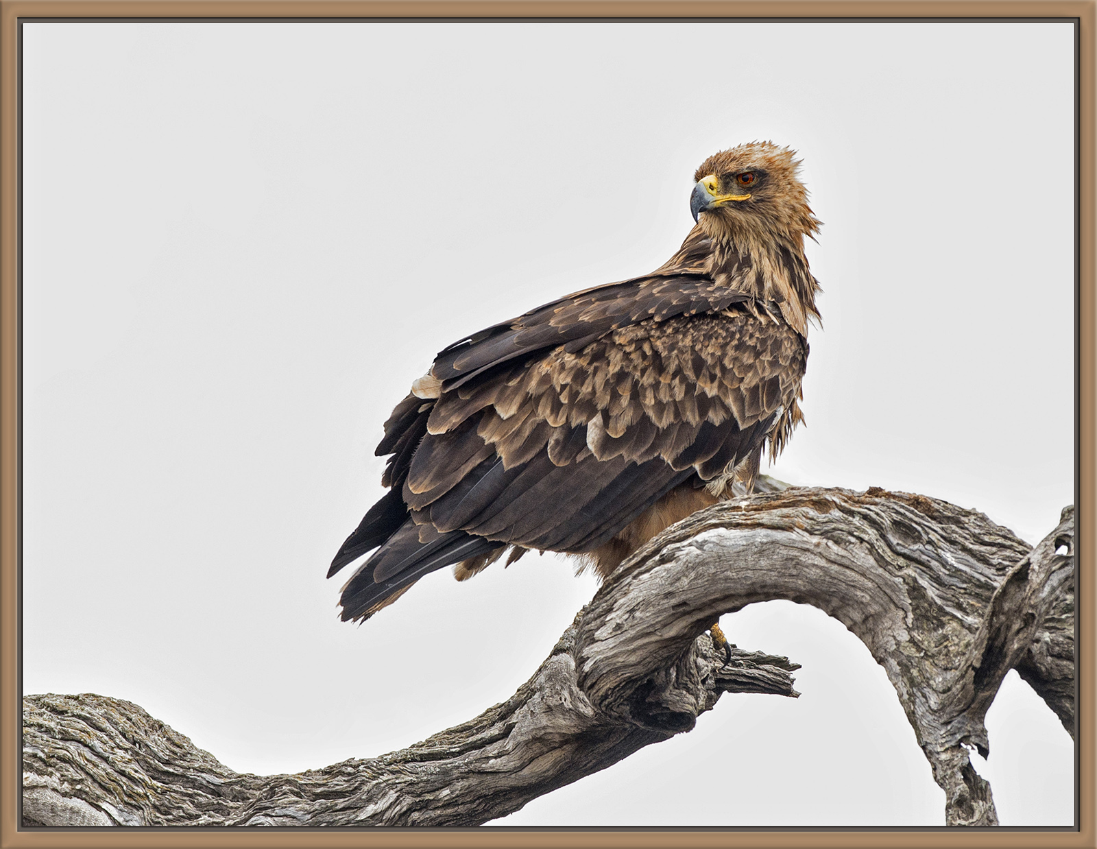 Tawny Eagle
