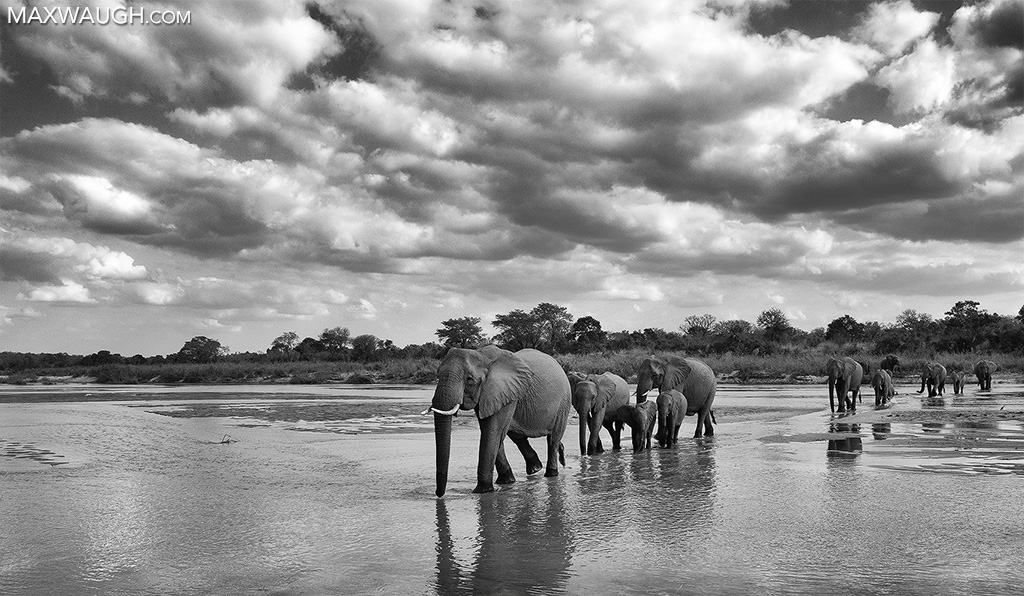 Elephant Crossing