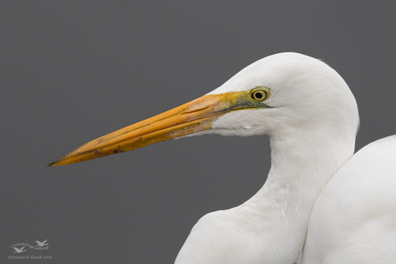 Great Egret Portrait