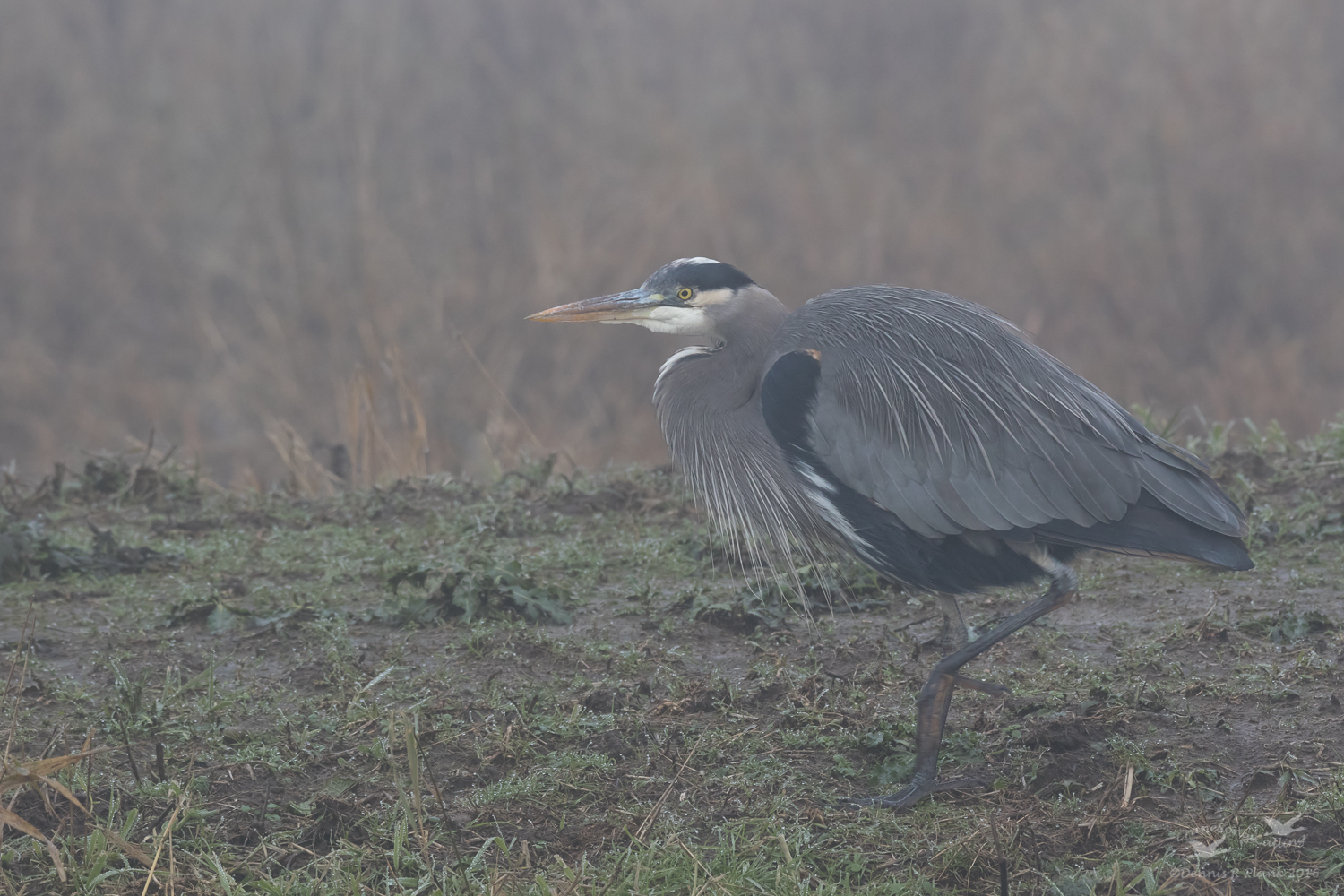 Foggy Great Blue Heron