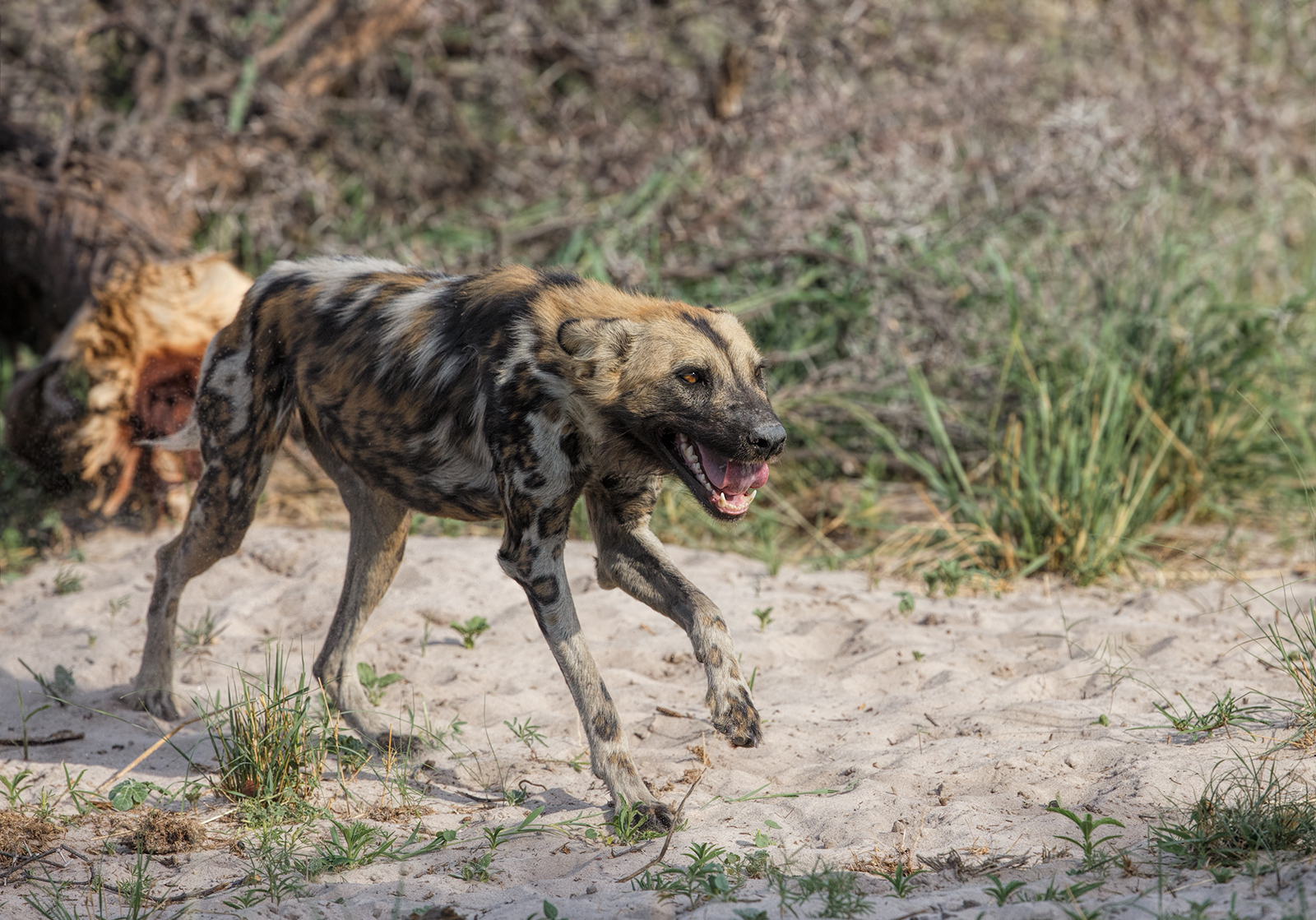 New Years Eve Wild Dog