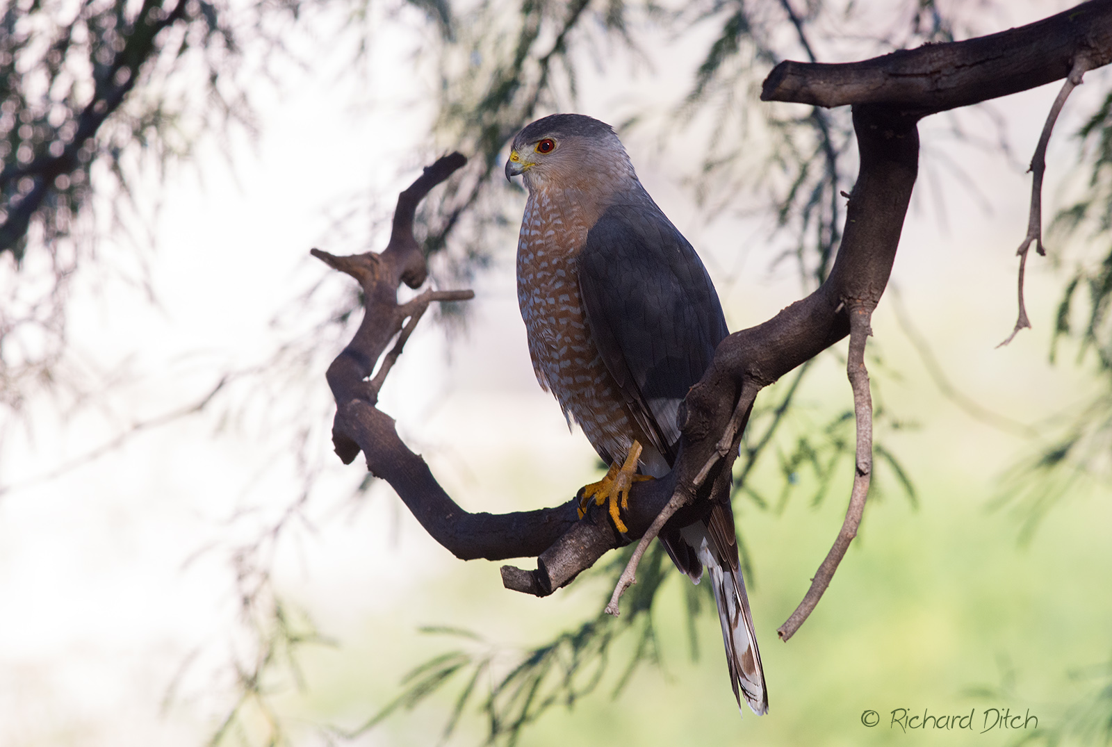 Cooper’s Hawk (adult)