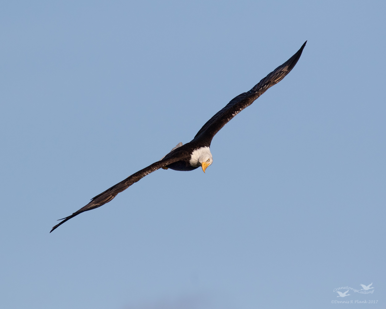 WC #768 Diagonal Eagle
