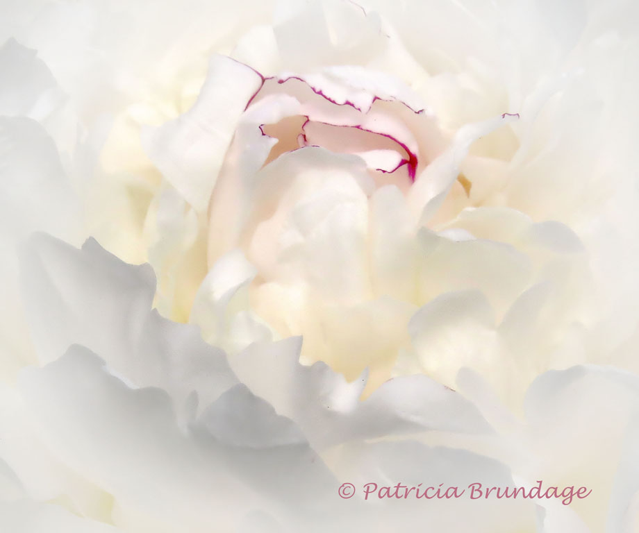 Grand White Peony