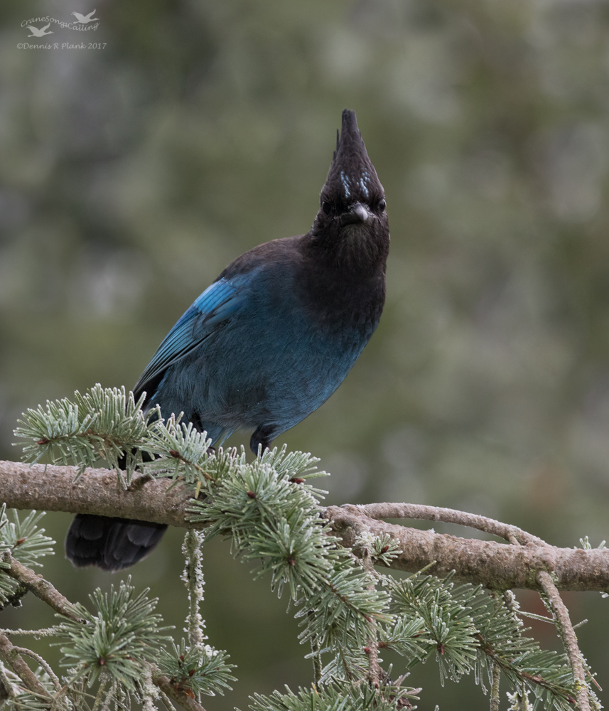 Steller's Jay
