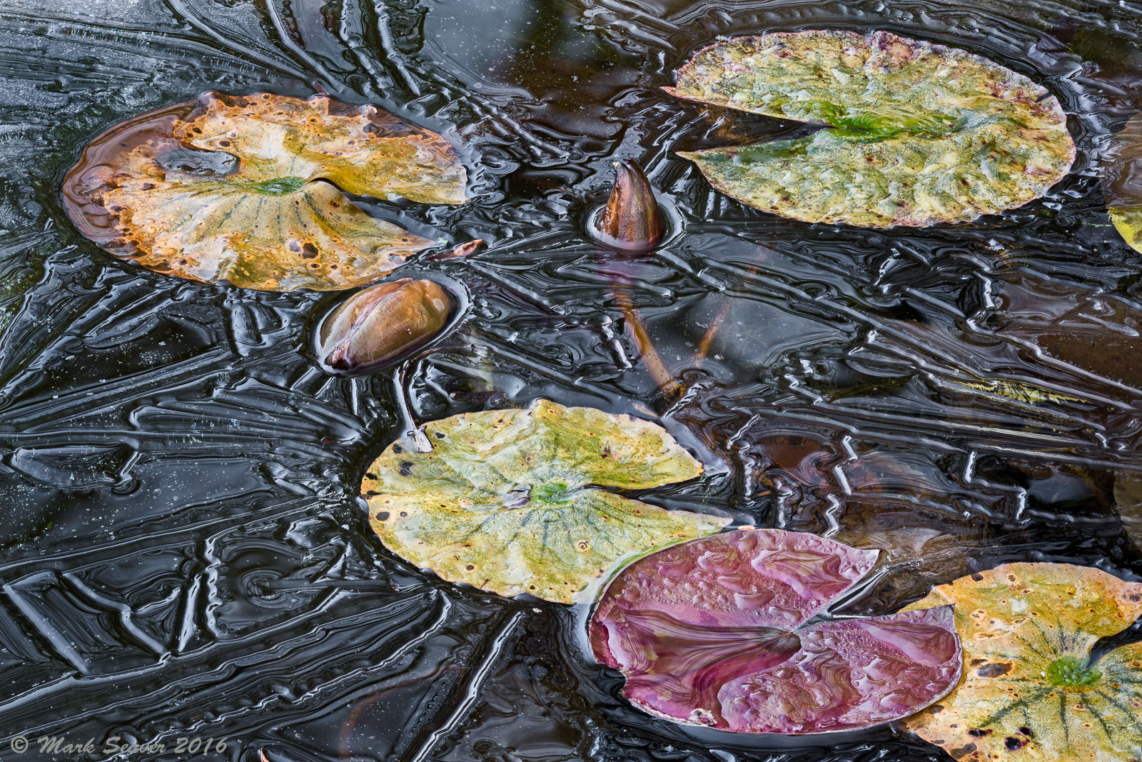 Icy Lines and Lily Pads