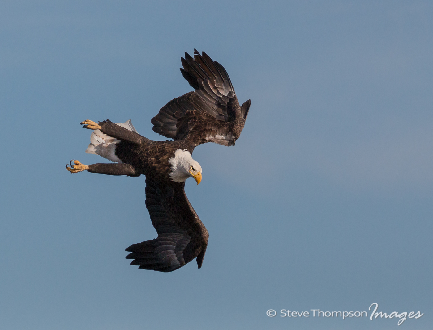 Bald Eagle Dive