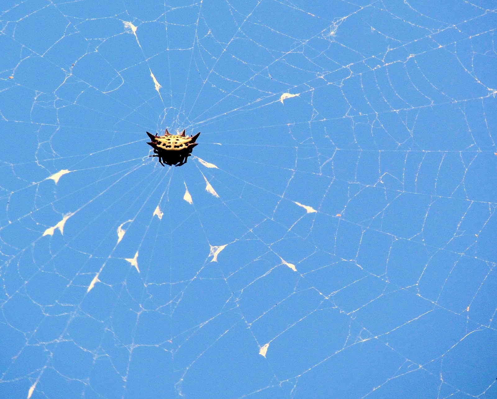 WC#768- Spiny Orb Weaver's Web 