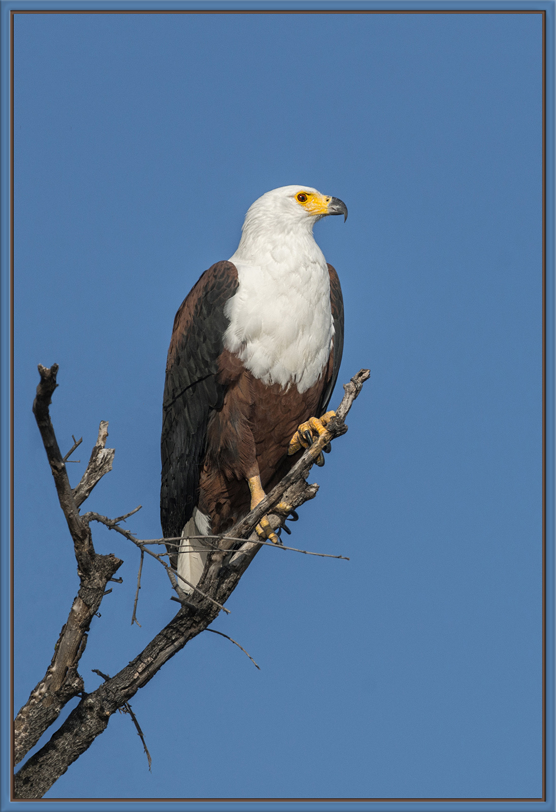 African Fish Eagle