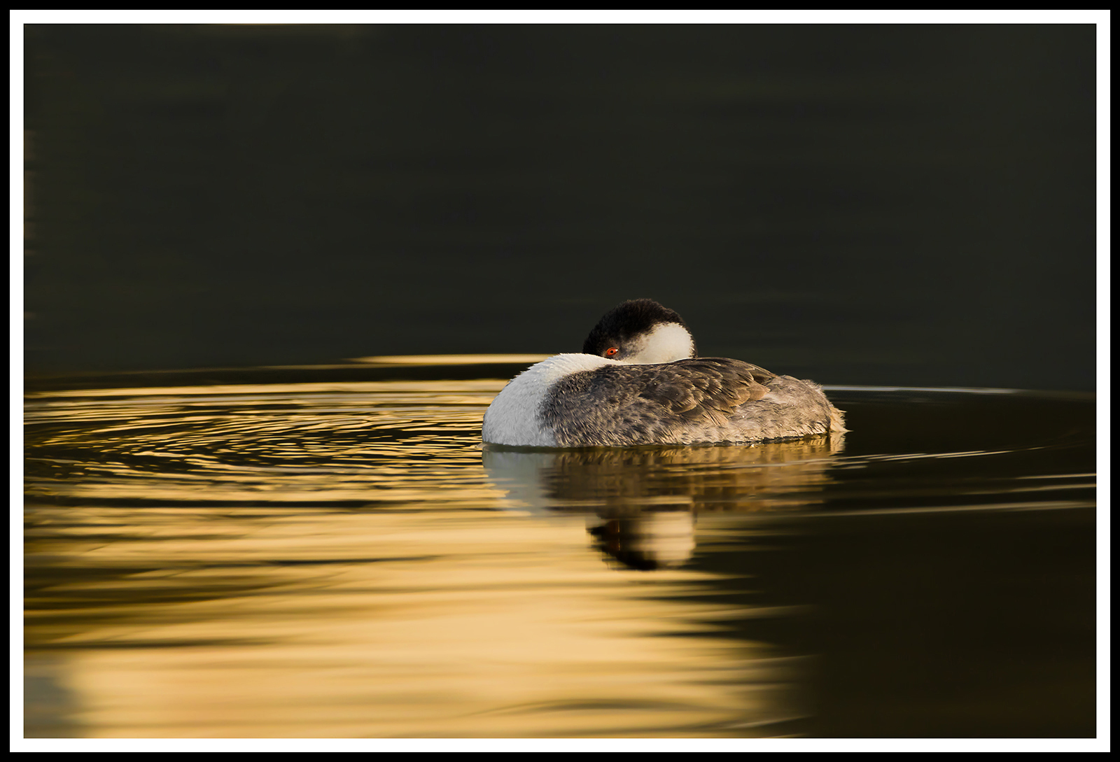 Resting Grebe