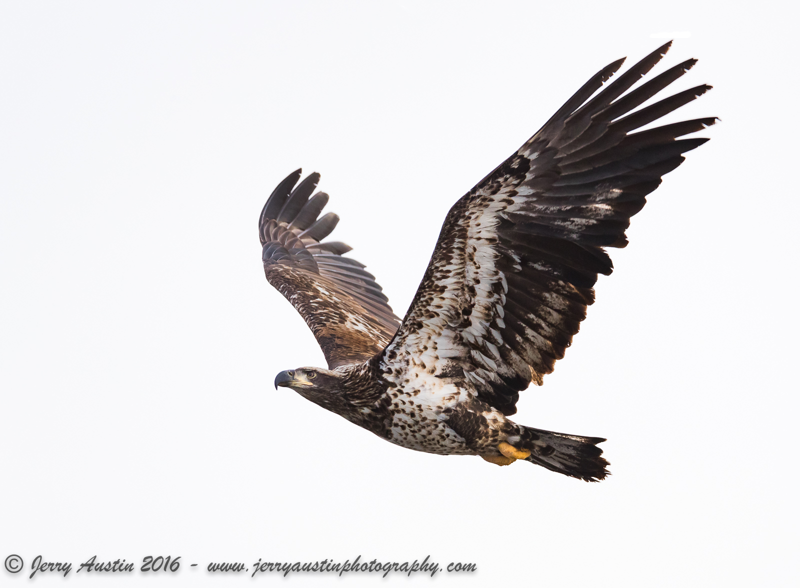 Immature Eagle In Flight