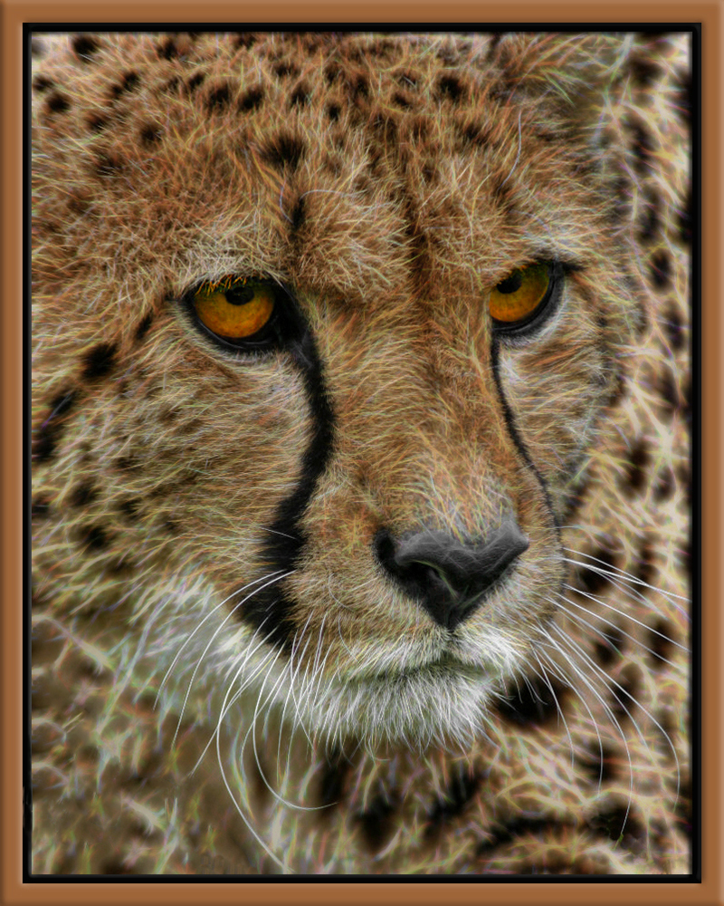 The Watcher