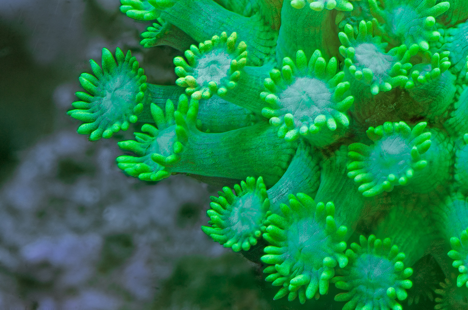 Green Flowerpot Coral