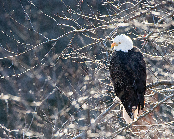 Starved Rock Eagle