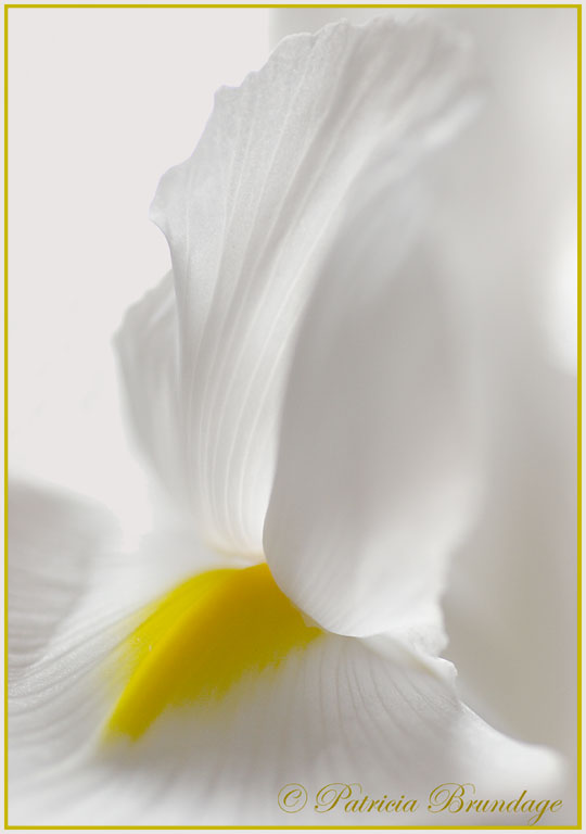 White on White