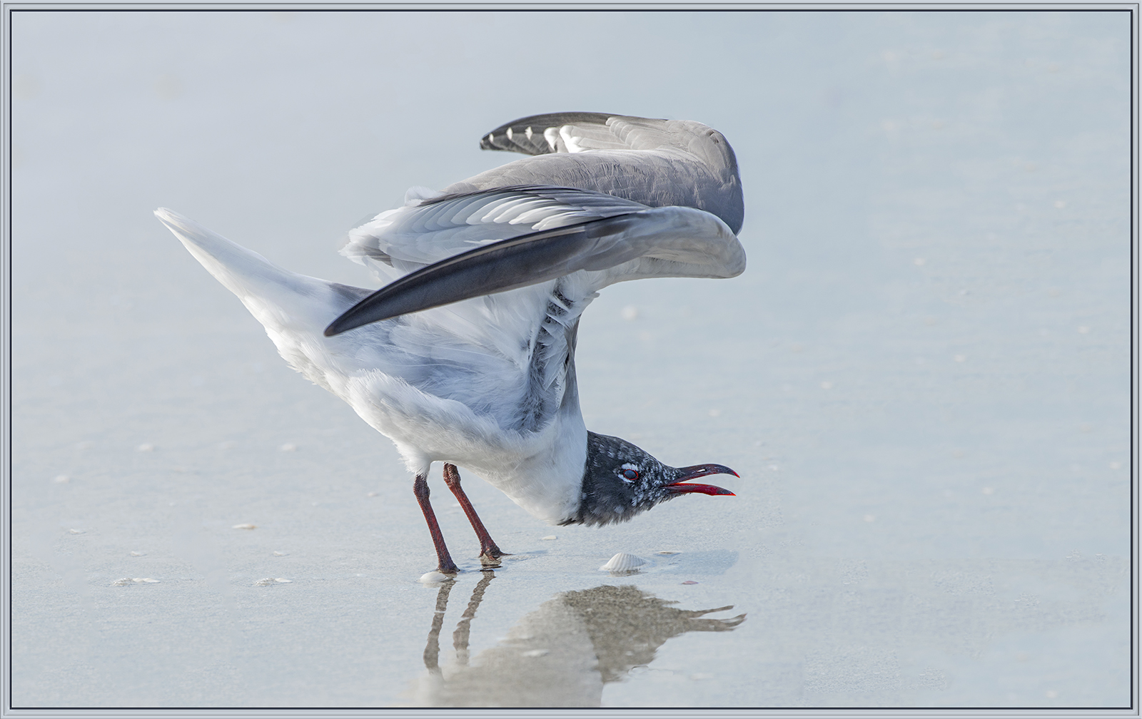 Courtship
