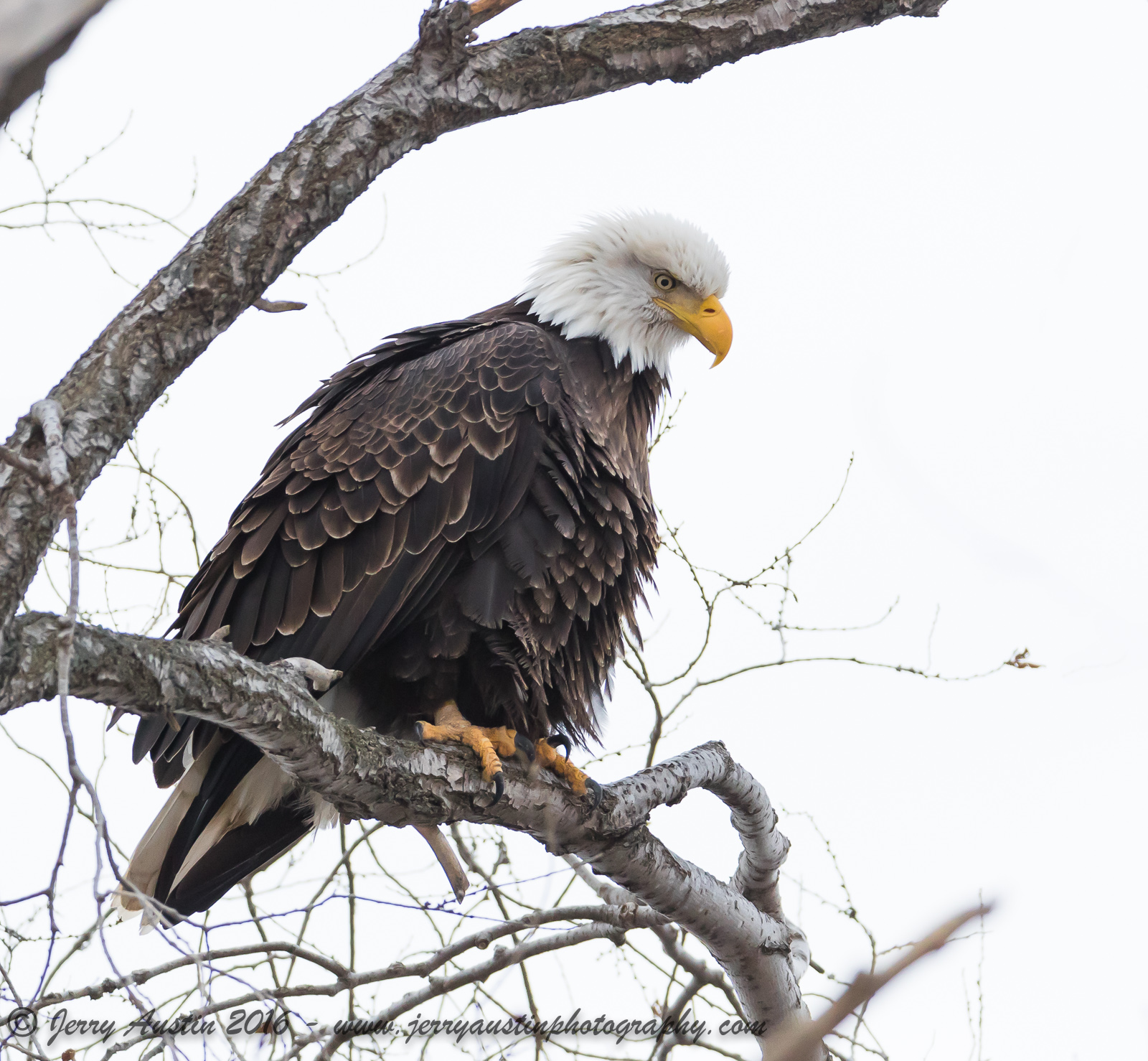 High Key Eagle