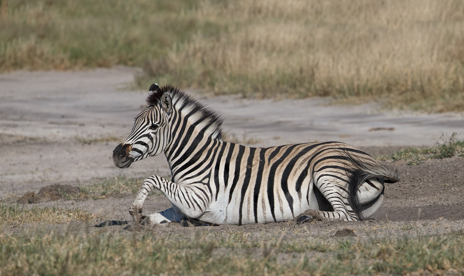 Zebra