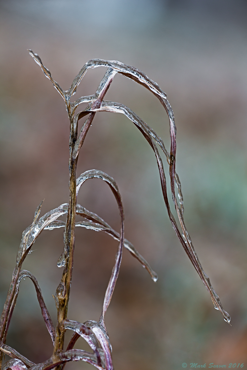 Iced Broomsedge