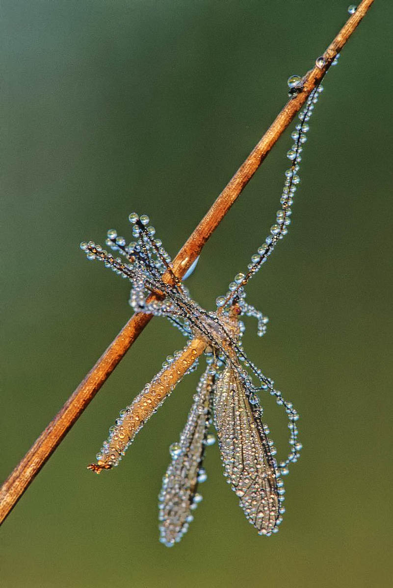 Crane Fly