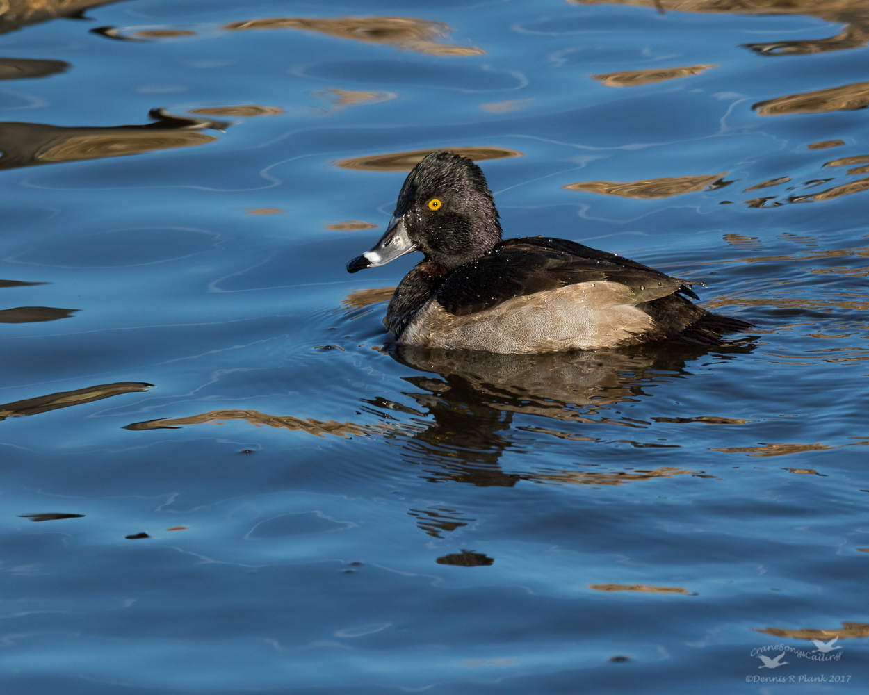 Ring-necked Duck II