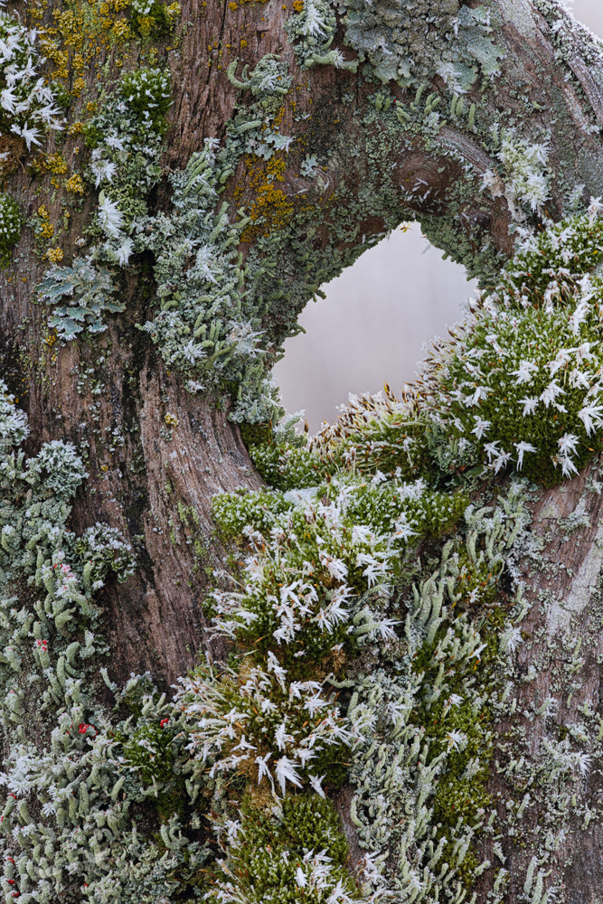 Winter Moss Garden