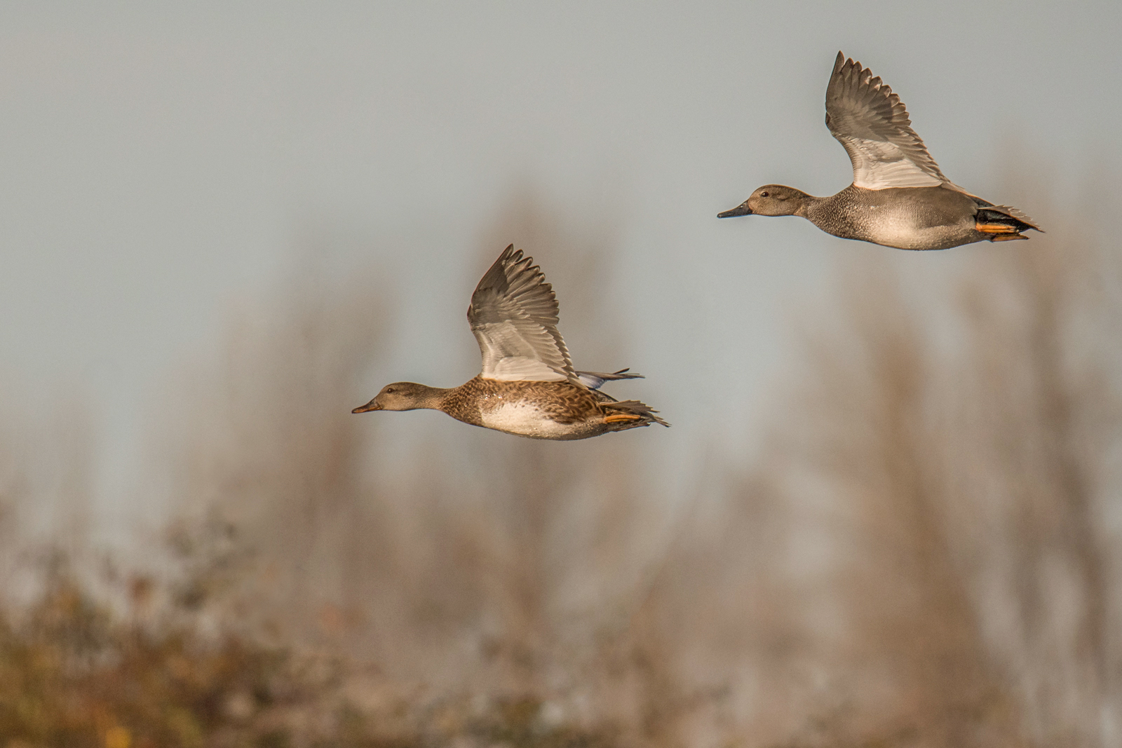 Gadwall Pair