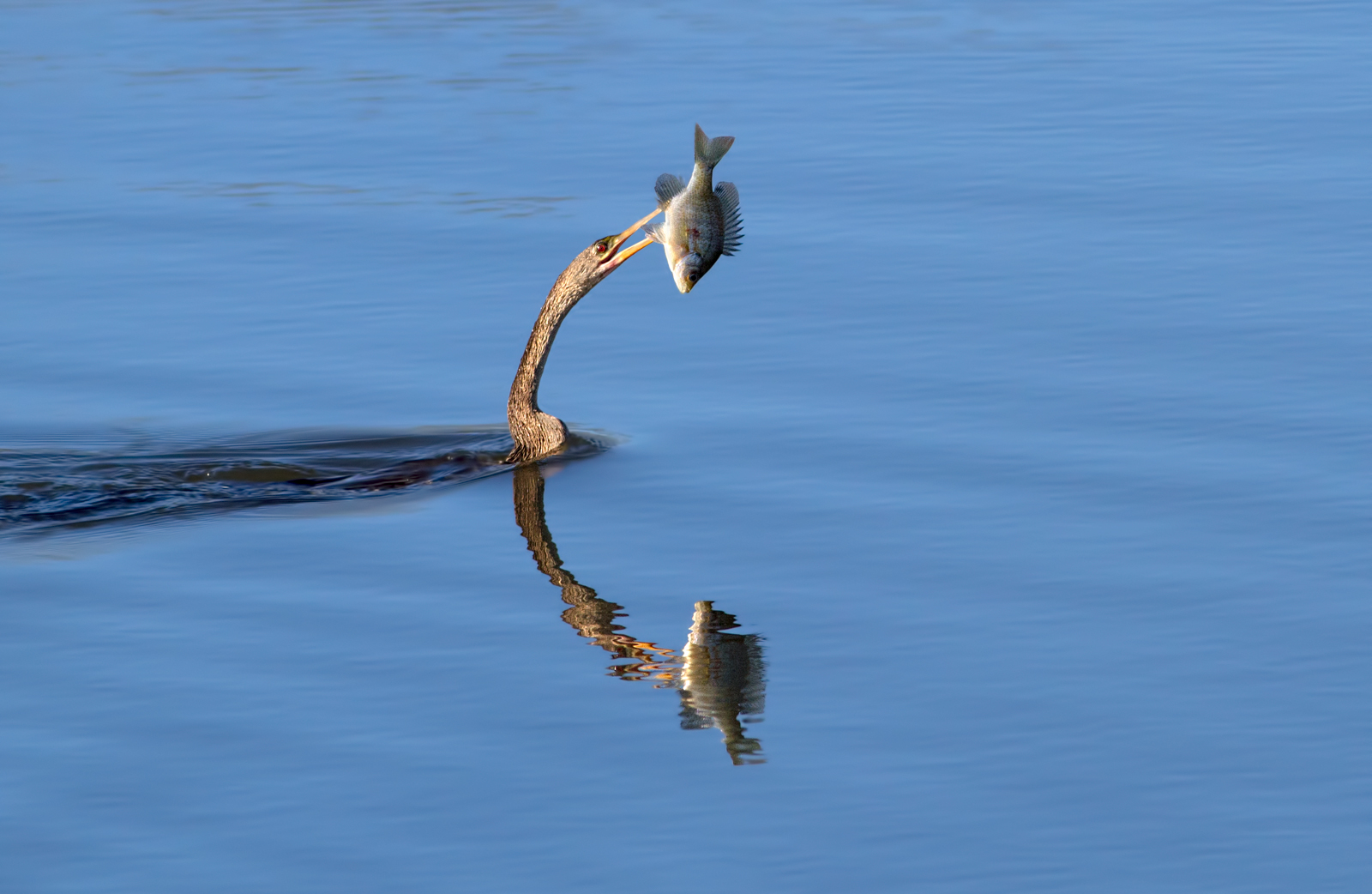 Anhinga with fish/redo