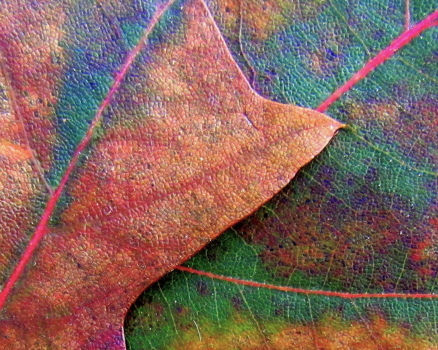 Absence of Chlorophyll