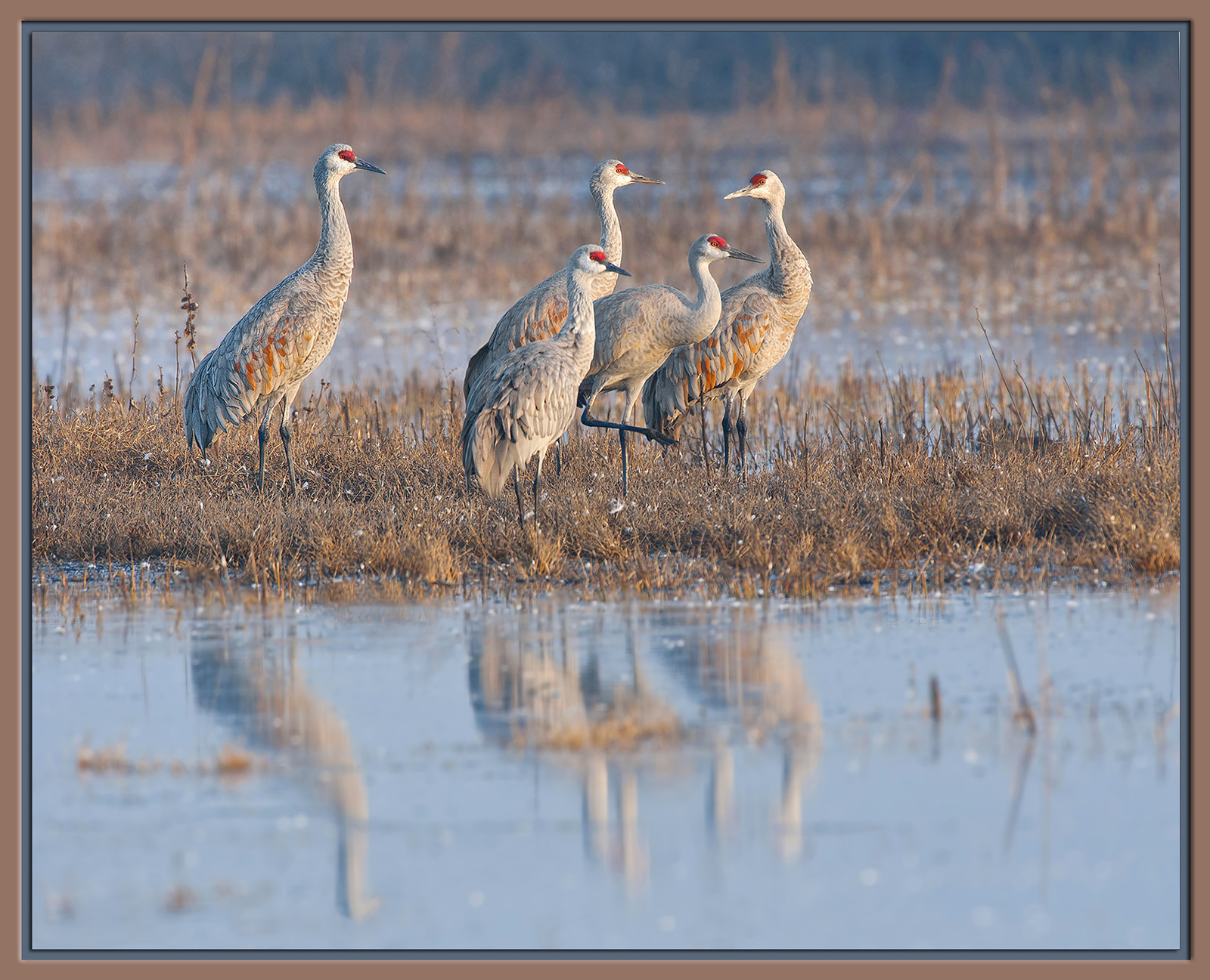 5  Sandhills + Revision