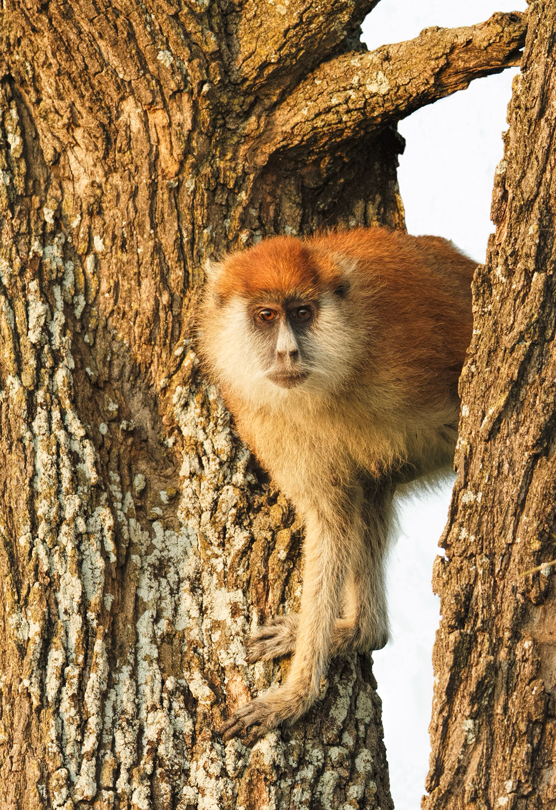 Patas Monkey