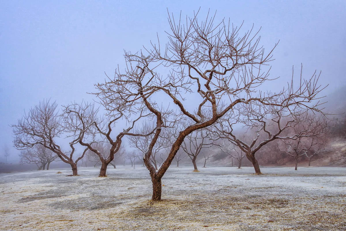 Frosty Orchard