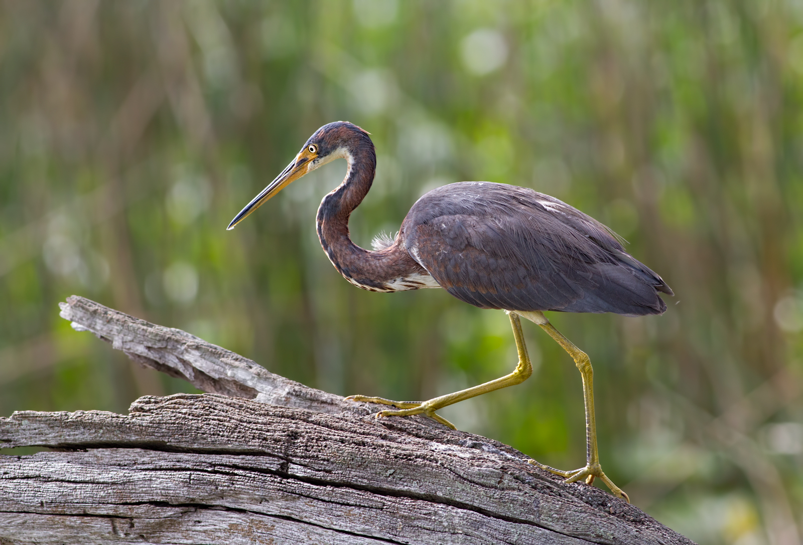 Tricolored Heron
