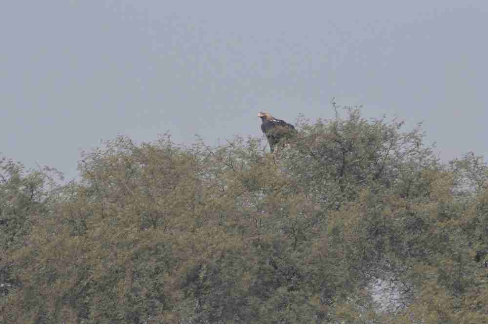 Mysterious Eagle