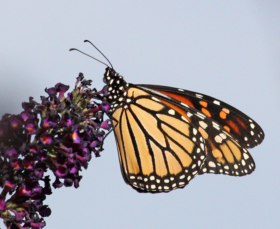 Monarch Butterfly
