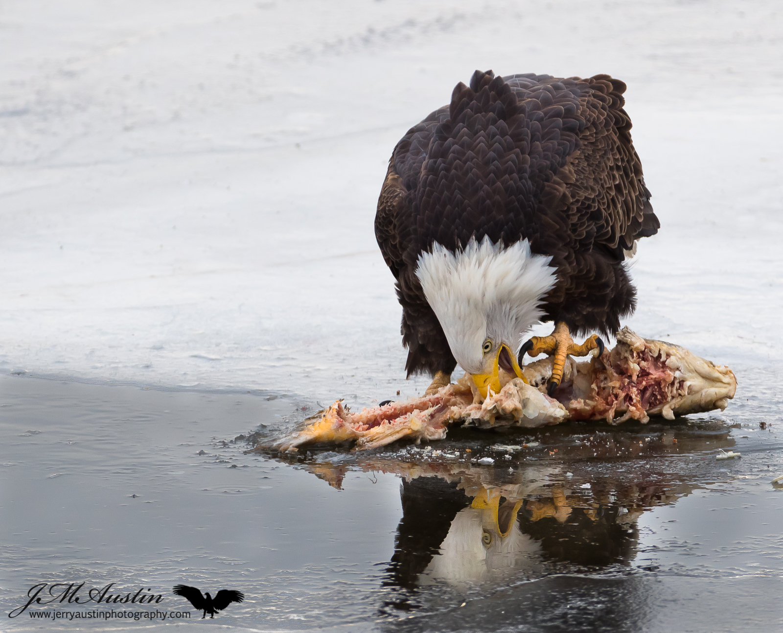 Eagle Dinner
