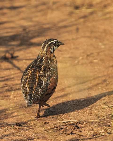 Harlequin Quail