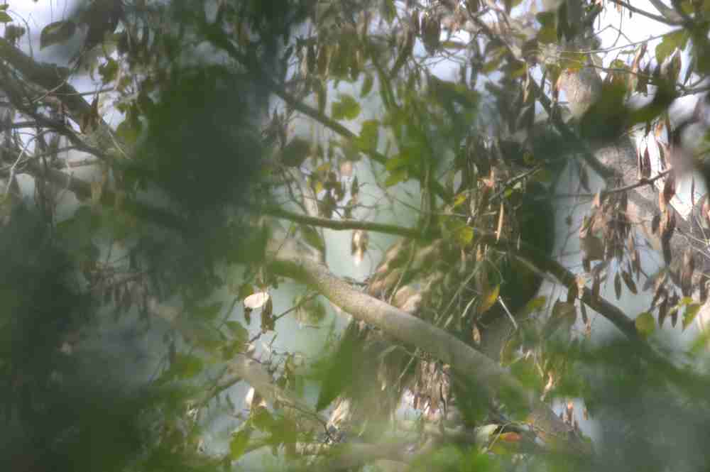 Crest Serpent Eagle 