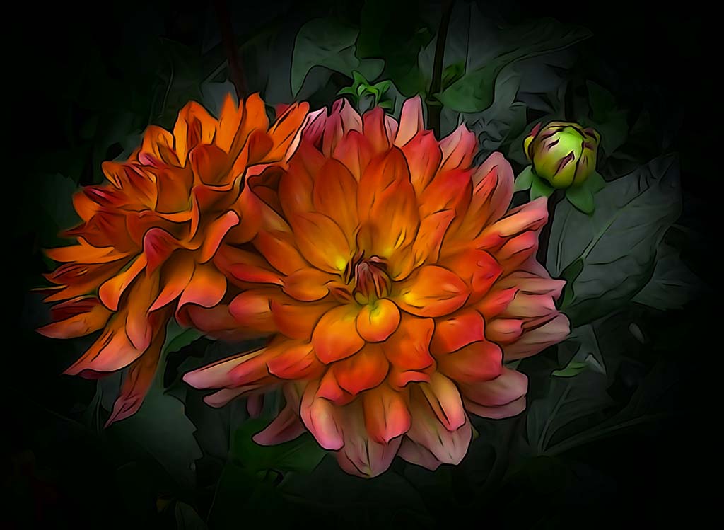 Dahlias